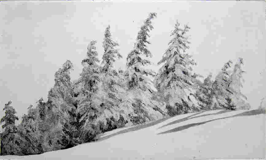 Bergfichten